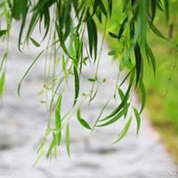 关于柳树的微信头像【点击鼠标右键下载】