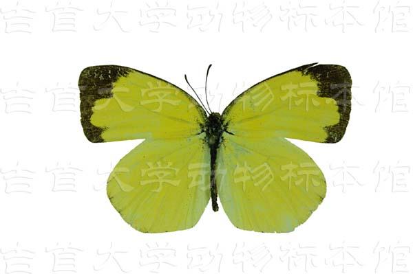 幼虫,蛹4个阶段.寄主为 a target="