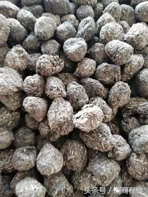 失传已久中药青草丸