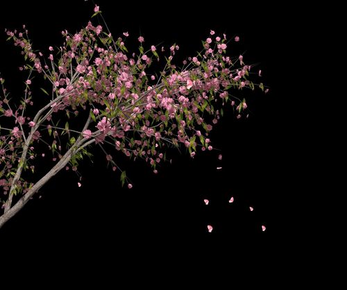 飘落的桃花带通道_1920x1607_高清视频素材下载(编号