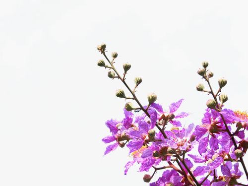 紫色鲜艳的紫薇花免抠素材免费下载_觅元素51yuansu.com