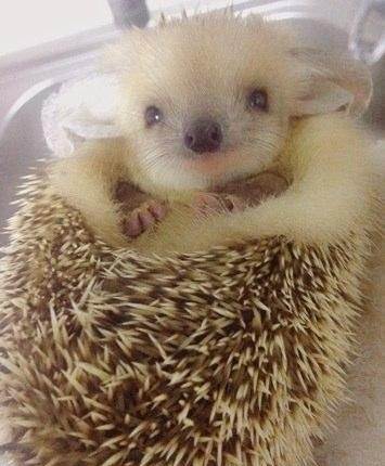 长耳刺猬的介绍