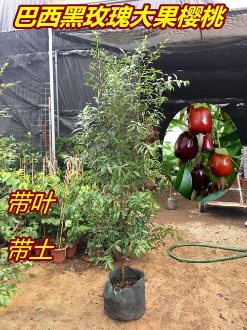 正宗巴西甜樱桃树苗黑玫瑰樱桃苗大果长果樱桃苗带土