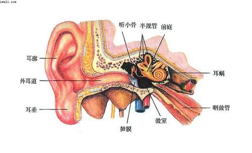 人耳的基本构造是怎样的?