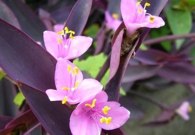 紫鸭跖草,是不是也很漂亮?