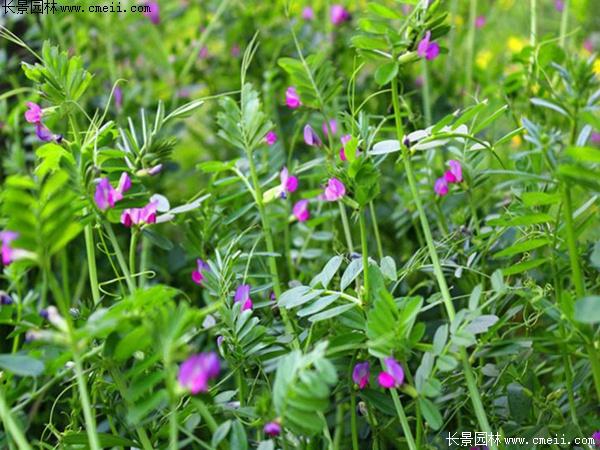 毛苕子的简介和生长习性