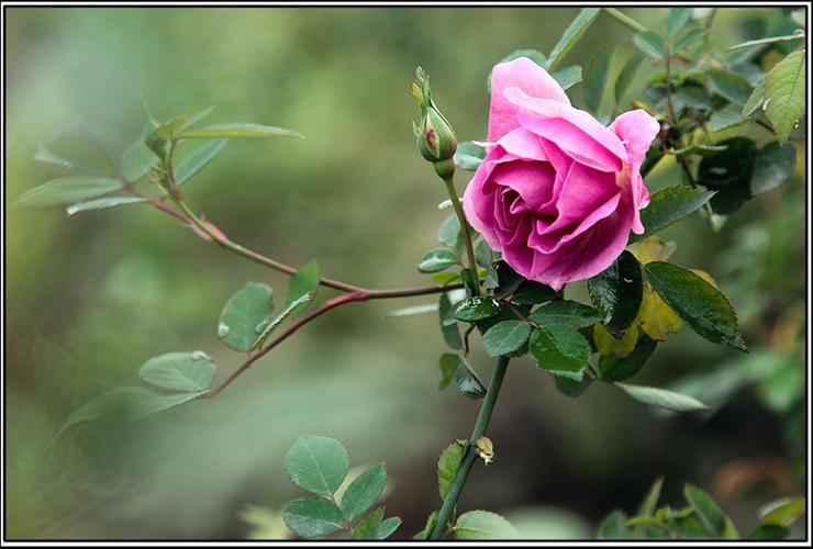 【月季花摄影图片】生态摄影_太平洋电脑网摄影部落