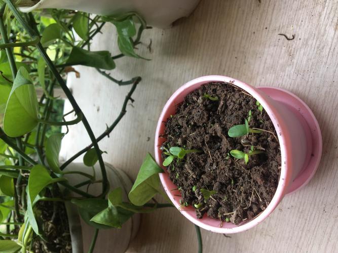 科学-植物的生长(矮生向日葵)