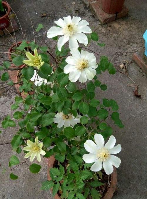 转子莲,总想冒充铁线莲,开花就被比下去