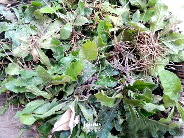 有一种海南鸡汤,叫地胆头