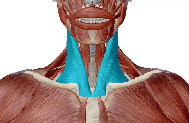 解读〕胸锁乳突肌在整体挺拔中的意义