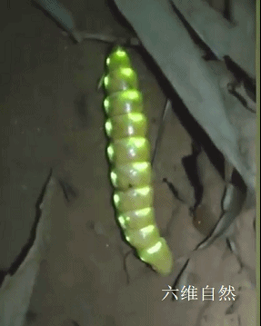成都天台山发现一只奇特的雌光萤外形是毛毛虫形状全身有30多个发光点
