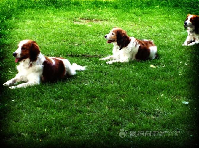 荷兰猎犬