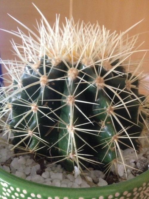 我的金琥仙人球开裂了,是什么原因? 会死吗?