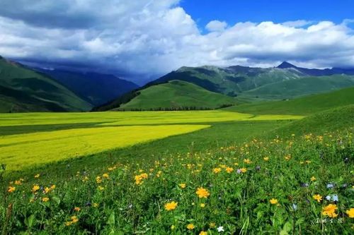 山花,野味,骏马,草原让你心旷神怡