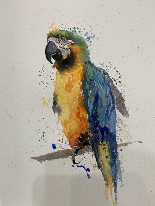 夏宇航水彩画鹦鹉