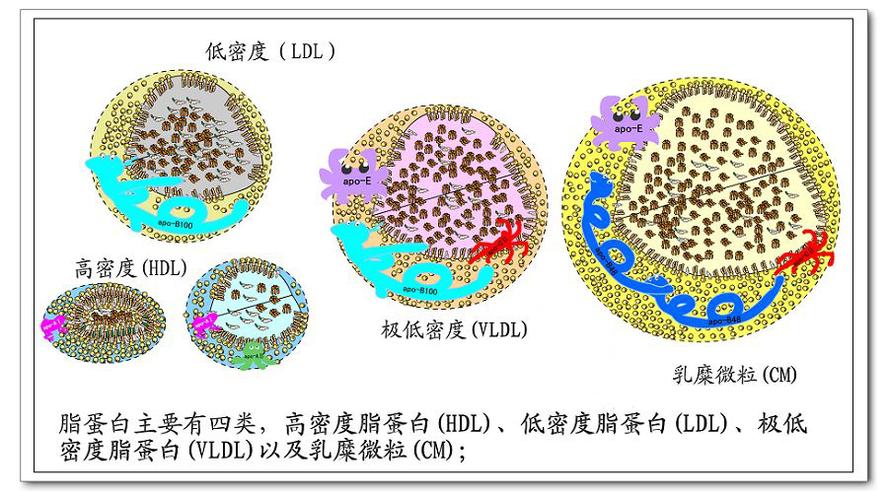 我们将血浆中转运各种脂类的脂蛋白,叫血浆脂蛋白,它们从大到小分为