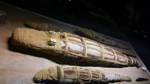 2500年鳄鱼木乃伊腹中藏物 47条幼崽被发现