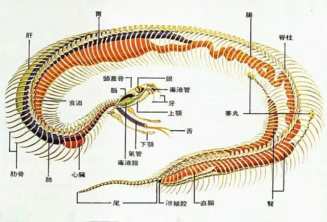 中国最毒的蛇是什么毒蛇毒性在全球毒蛇中排第几位