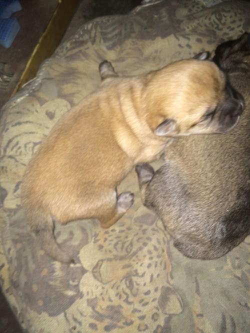 (赠送)天生无尾狗免费领养