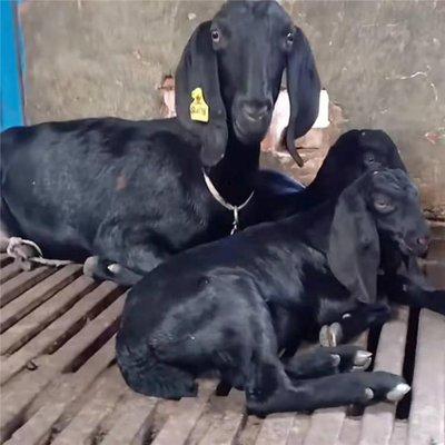 黑山羊圈养 购买黑山羊价格 大耳努比亚黑山羊纯种黑山羊批发 犇鑫