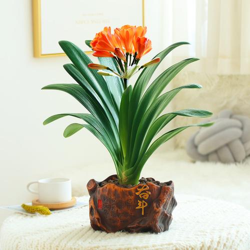 盆栽花卉圆头和尚君子兰绿植室内花带花苞精品花卉