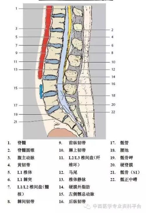 『一贴好』教你腰椎详细解剖
