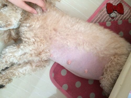 狗狗怀孕49天,这样的肚皮算大吗?