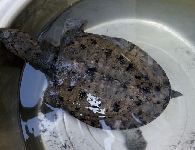 这个鳖是什么品种?