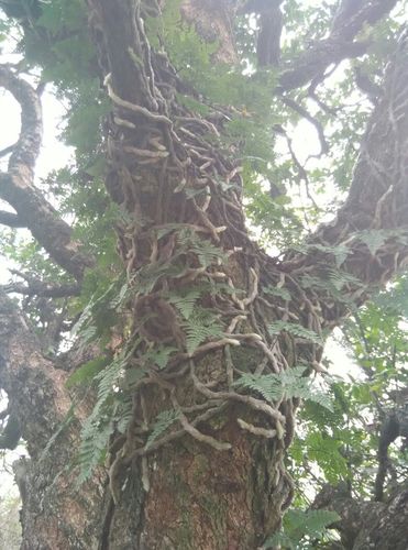 长在龙眼树上的这个植物是什么?