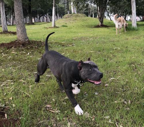 斗犬专题之"竞技场之王"——比特犬