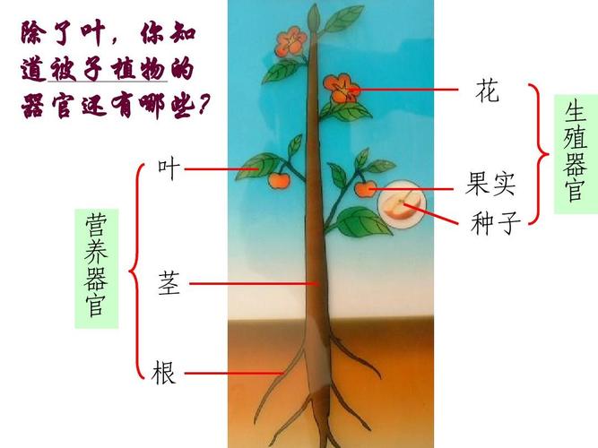 2.3生物体的结构层次(2) 除了叶,你知 道被子植物的 器官还有哪些?