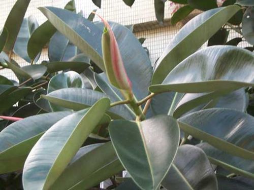 橡皮树的养殖方法和注意事项