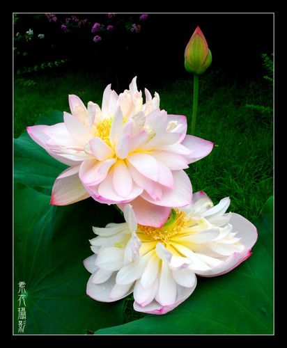 荷花梦2