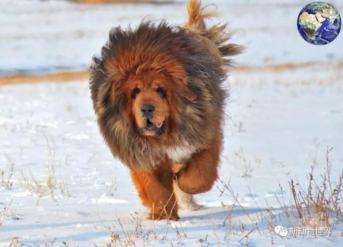 成年后的雄性西班牙獒身高通常都在80厘米左右,体重为200斤上下,至今