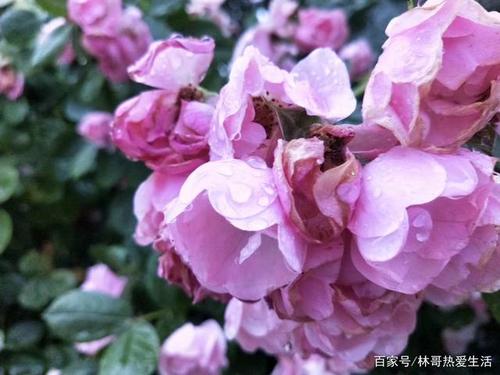 五月的蔷薇花,花开朵朵