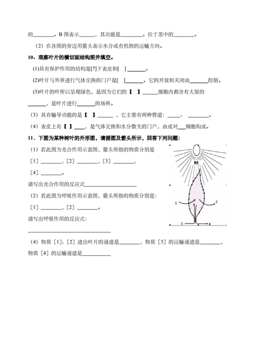 人教版七年级生物上册识图题专项练习.pdf 5页