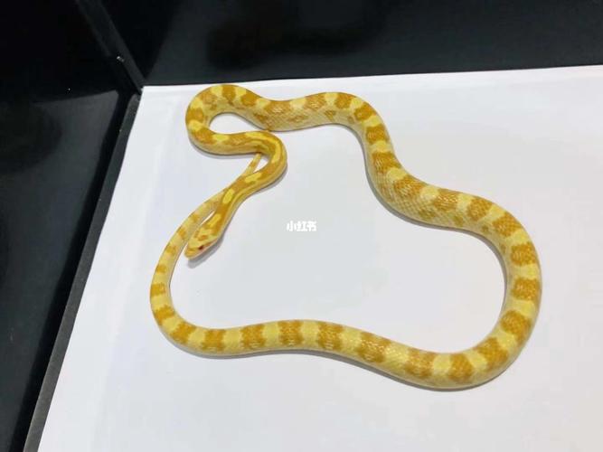 97玉米蛇 精品牛油 超级超级黄90_玉米_爬宠_宠物