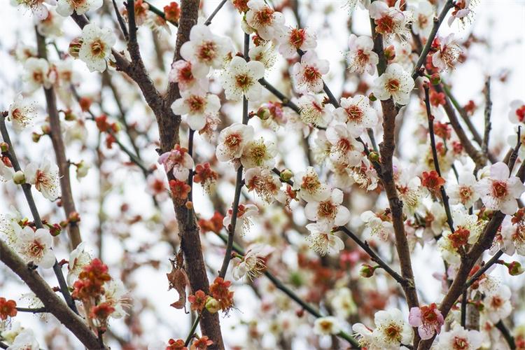 老干新枝,梅花香雪