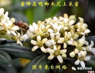 冬季主要蜜源植物一鸭脚木"