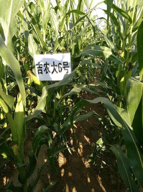 瑞农丰玉早熟品种及鲜食玉米品种展示