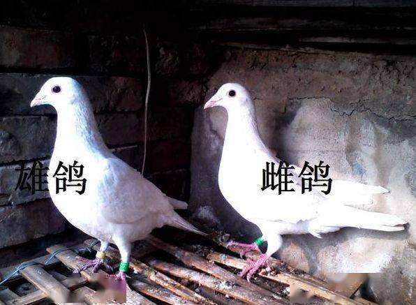 情感挽回男友女友情感分析导师