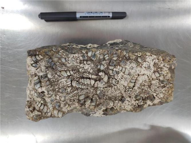 地质公园再赴深圳海关接收古生物化石