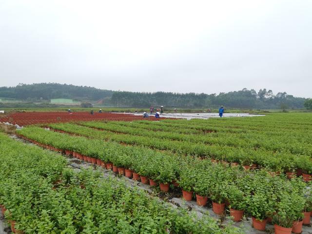 广西横县:茉莉花盆栽电商走红 产业链升级彰显品牌价值