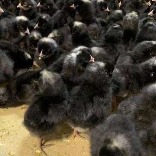 黑芦花鸡苗-纯种芦花鸡苗-汶上原种芦花鸡苗,抗病能力强