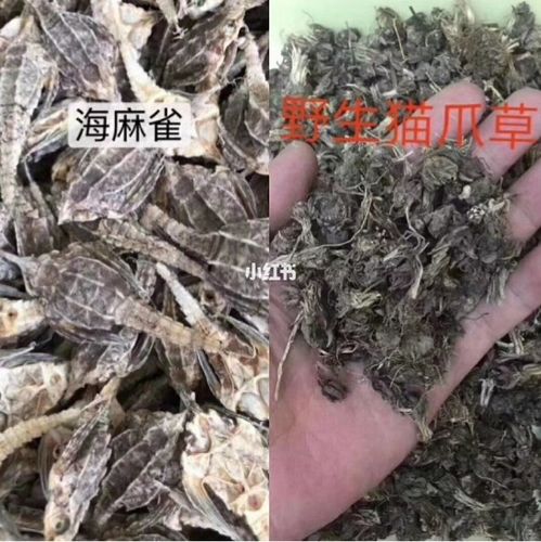 海麻雀的神奇功效_滋阴_止咳_美颜_补肾_月经_煲汤_医疗健康_保健品