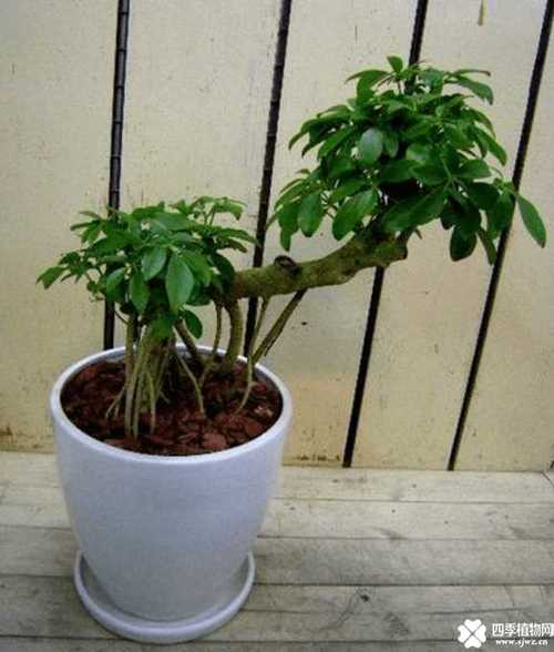 鸭脚木盆景造型图片