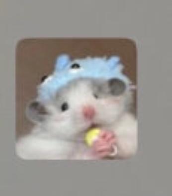 求小仓鼠头像!