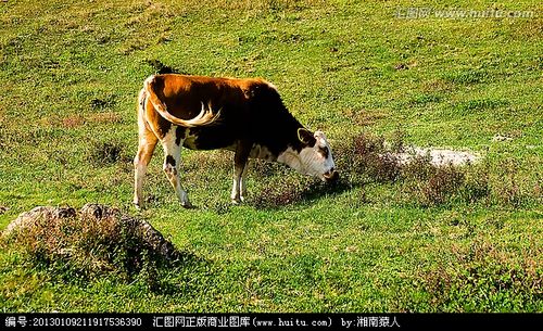 [正版商业] 草原牧牛