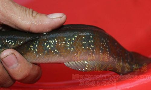 推荐野生山斑鱼雷龙花星鱼洋公鱼鱼点秤